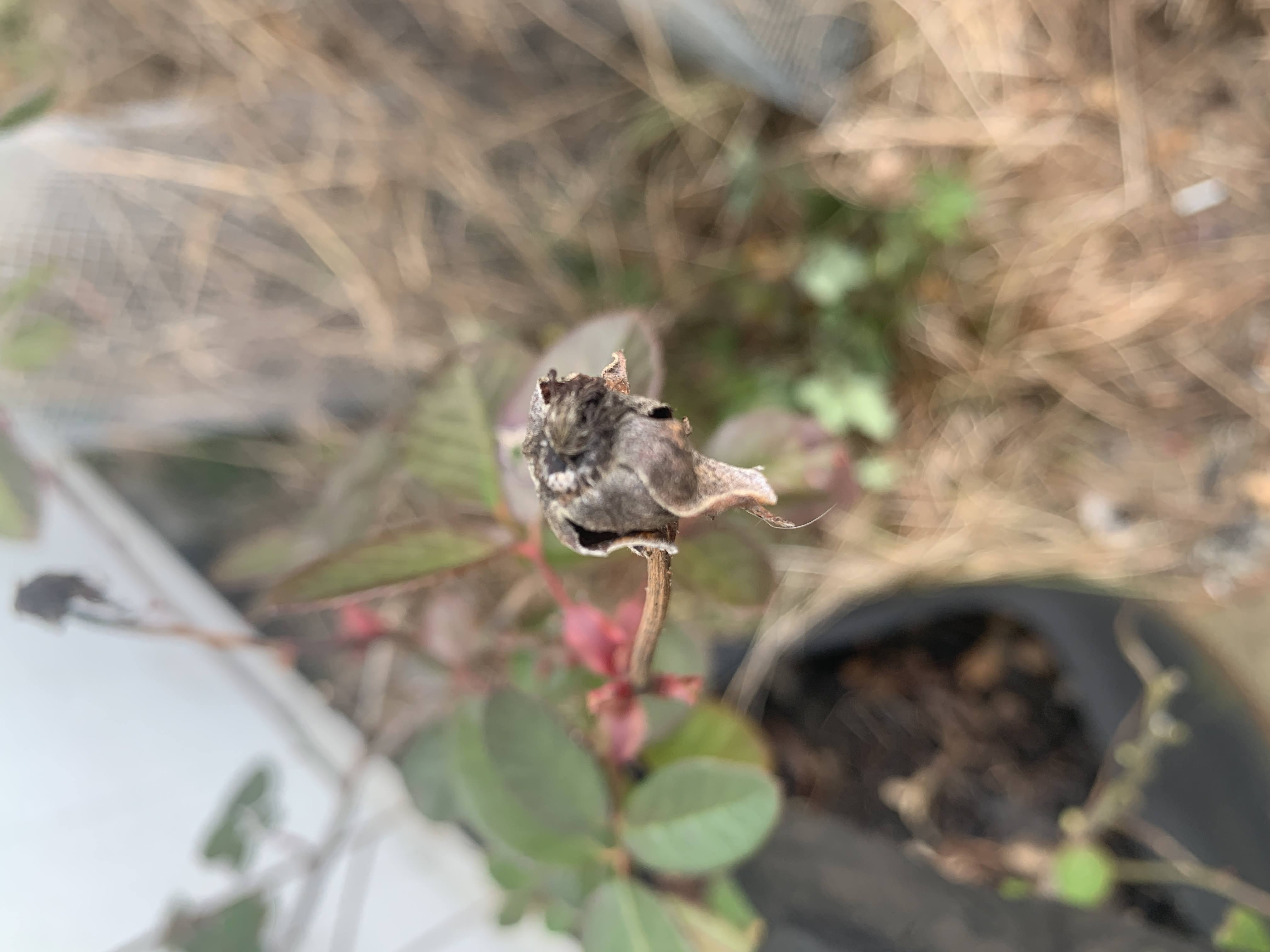 pruning